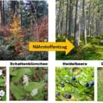 Zeigerpflanzen für Waldbodenkalkung